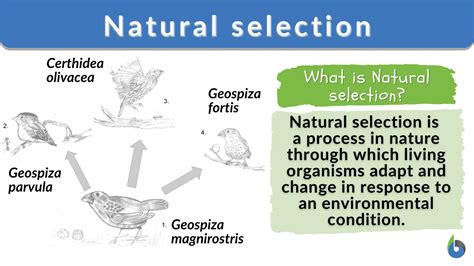 Natural selection principles. Category v t e Natural selection is the differential survival and reproduction of individuals due to differences in phenotype. It is a key mechanism of evolution, the change in the heritable traits characteristic of a population over generations. 