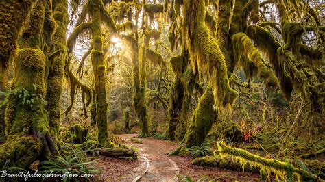 Read Online Natural Washington A Naturelovers Guide To Parks Wildlife Refuges Trails Gardens Zoos Forests Aquariums And Arboretums Within A By Richard L Berman