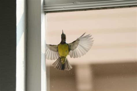 Nature curiosity: Why do birds fly into windows?