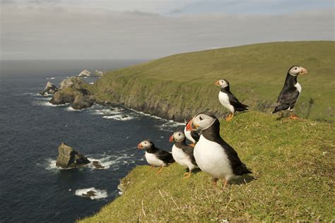 Nature in Shetland