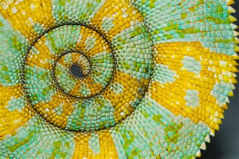 Nature patterns are some of the most popular when it comes to