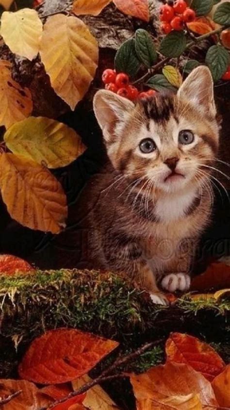 Naturekitty Leaks (SEX) 🍌 223 Pics