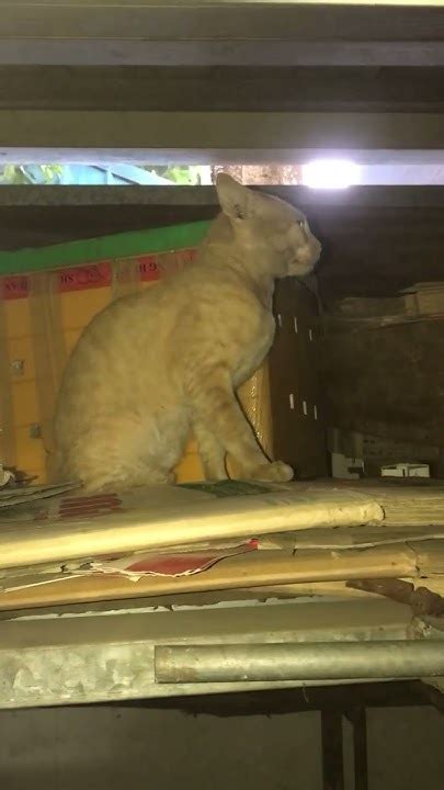 Naugthycat Leaked 🍆 +18