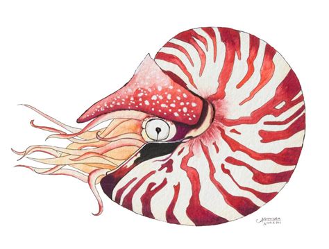 Nautilus Drawing