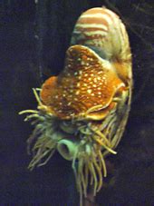 Nautilus Wikipedia. 