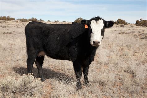 Navajo ranchers are raising premium beef The Counter