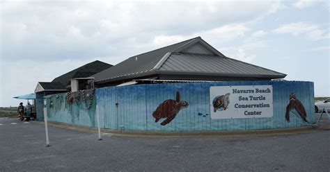 Navarre beach sea turtle conservation center. default description 