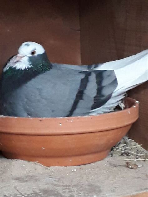 Nbrc pigeon. 29 Oca 2019 ... ... nbrc.ac.in · orcid.org/0000-0002-2060-6996. Division of Systems ... pigeon (Columba livia): A study with antibodies against tyrosine ... 