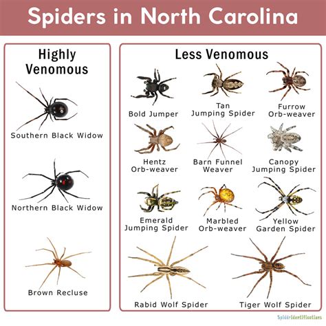 Nc Spider Identification Chart
