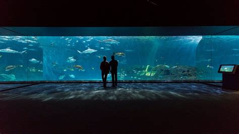 Nc aquarium manteo. A $250 fee ($225 for NC Aquarium Society Members) includes up to 12 children and 12 adults ($12 for each additional child and $10 for each additional adult, with a maximum of 20 children). A non-refundable $100 deposit is required to schedule a birthday party. ... Manteo, NC 27954; Monthly SEAmail updates deliver news items, program schedules ... 