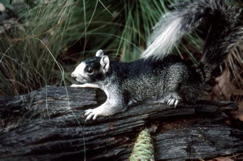 The northern flying squirrel (Glaucomys sabrinus) is one of three species of the genus Glaucomys, the only flying squirrels found in North America. They are found in coniferous and mixed coniferous forests across much of Canada, from Alaska to Nova Scotia, and south to the mountains of North Carolina and west to Utah in the United States. They are light brown with pale underparts and grow to a .... 