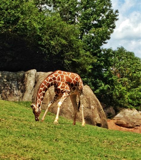 Nc zoo. Visit the largest natural habitat zoo in the US, located south of Asheboro. Buy tickets online, get directions, map, dining options and more. Vote for the zoo in … 