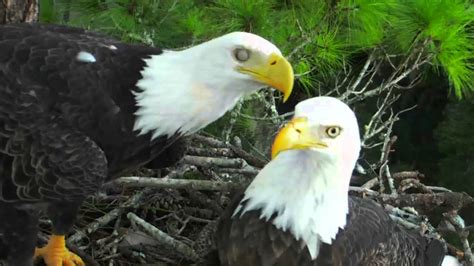 A camera overlooking an american bald eagle's nest in northeastern Florida. This streaming webcam is located in Florida. Northeast Florida (Bald Eagle Nest) - The current image, detailed weather forecast for the next days and comments.. 