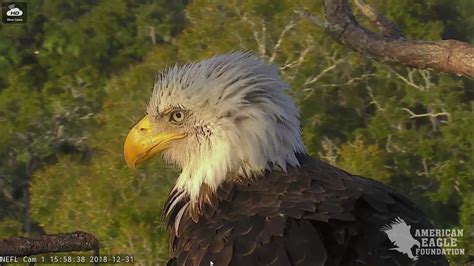 Southwest Florida Eagle Cam - Cam #2. Southwest Florida Eagle Cam #3. Southwest Florida Eagle Cam - Cam 360. Source: Dick Pritchett Real Estate, Inc. Source: SWFL official Facebook page. 1st egg laid on 11-24-23. 2nd egg laid on 11-27-23. 1st egg hatched on 12-31-23 Day 37. 2nd egg crushed with movement on 12-28-23 Day 31. 