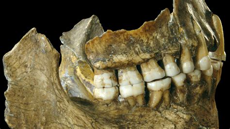 We know from dating work at the site that the teeth are less than 48,000 years old, so they could be some of the youngest Neanderthal remains known - the Neanderthals are believed to have disappeared about 40,000 years ago. It is also known that modern humans overlapped with Neanderthals in some parts of Europe after 45,000 years ago. So the .... 