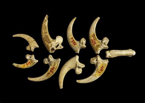 Some featured drilled holes, suggesting they were worn as jewelry. Knowing that the Neanderthals made art upends the conventional view of Homo sapiens’s closest relative. Long believed to have .... 