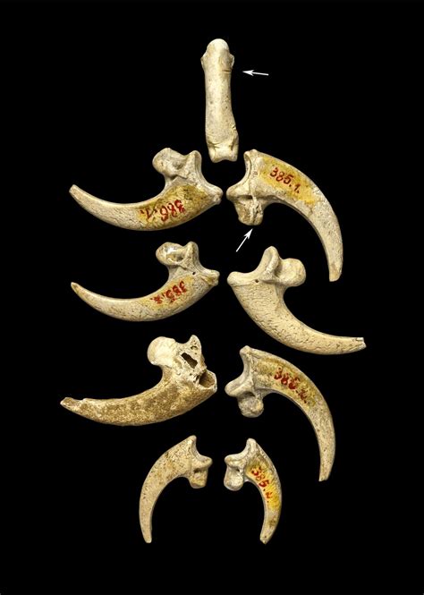 Neanderthal Jewelry Is Just as Fiercely Cool as You’d Imagine. A re-examination of a cave find indicates that the early human species sported eagle talons like some kind of prehistoric punk.... 