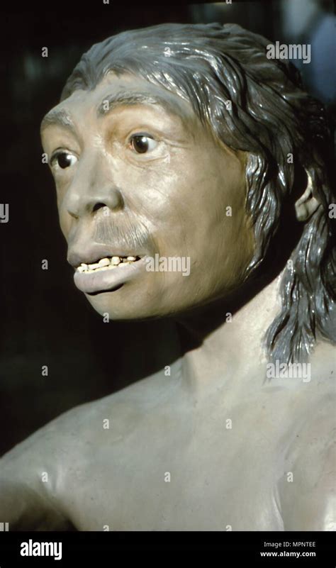 Neanderthal woman hi-res stock photography and images - Alamy