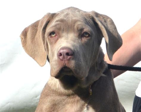Meet Sascia. You can fill out an adoption application online on our official website.Meet Sascia: Playful, Goofy, and Ready to Melt Hearts! Introducing Sascia, a young and spirited black Neapolitan Mastiff girl who's here to steal your heart! With her playful antics and endearing nature, she's a bundle of joy waiting to brighten your days.. 