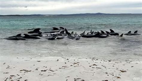Nearly 100 pilot whales strand themselves on an Australian beach. Half have died despite efforts