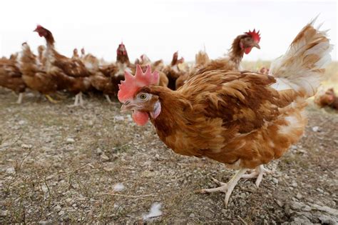 Nearly 1M chickens will be killed on a Minnesota farm because of bird flu