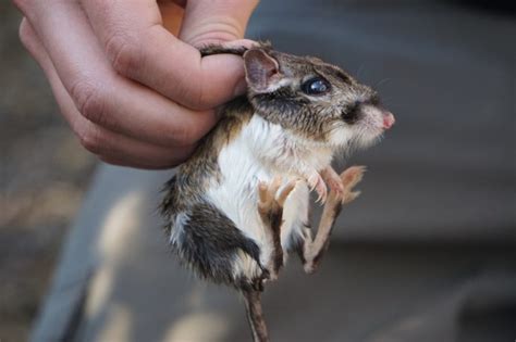 Nearly extinct, rare kangaroo rat found in Santa Clara County