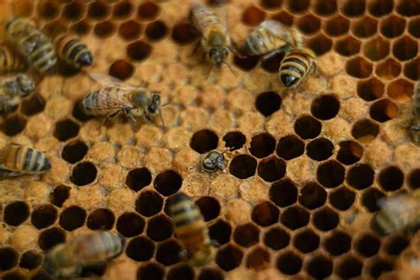 Nearly half of US honeybee colonies died last year. Struggling beekeepers managed to stabilize the population