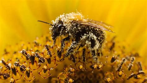 Nearly half of US honeybee colonies died last year. Struggling beekeepers stabilize population