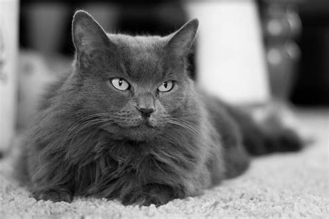 Nebelung cats nebelung cat care personality grooming health training costs and feeding all included nebelung cat owners manual. - Vectra c manual gearbox oil change.