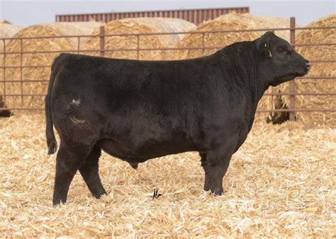 Nebraska Bull Second Highest-Selling Angus Drovers