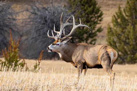 Nonresident hunters will see changes in p