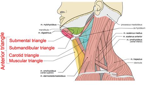 Neck Anatomy, Area & Diagram Body Maps - Healthline