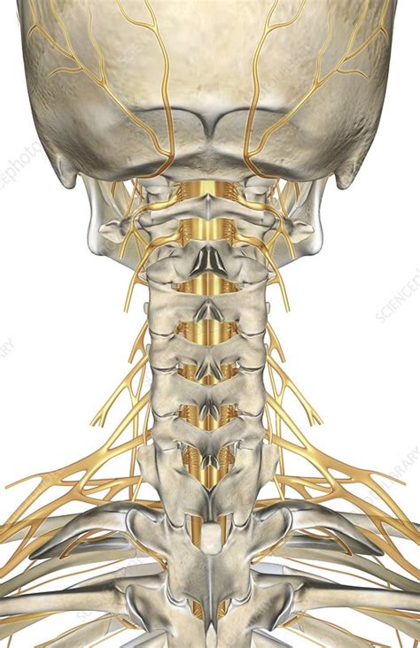 Neck Anatomy Pictures Bones, Muscles, Nerves