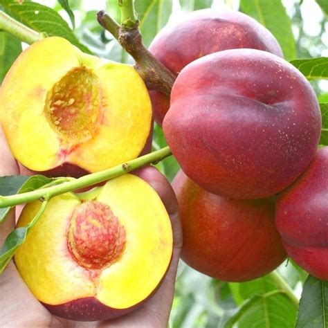 Nectarinka Leaked [PPV] 🍌 233 Photos