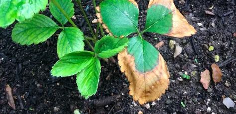 Need help with my strawberry plants (Leaves brown at …