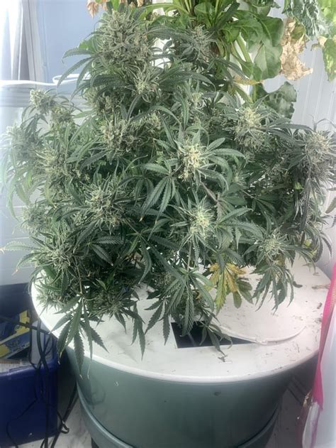 Need some guidance. This is a hydroponic setup I’ve been using and