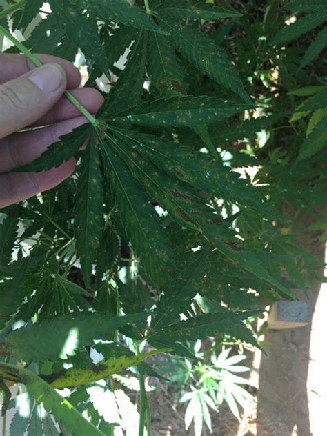 Neem oil application help !! - THCFarmer