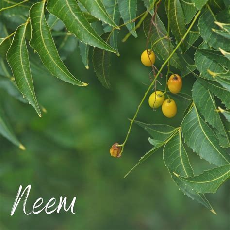Neem tree in english