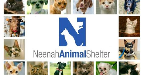 Neenah animal shelter. See more of The Neenah Animal Shelter on Facebook. Log In. Forgot account? or. Create new account. Not now. Community See All. 14,463 people like this. 14,944 people follow this. 1,219 check-ins. About See All. 951 CR-G (740.68 mi) Neenah, WI, WI 54956. Get Directions (920) 722-9544. 