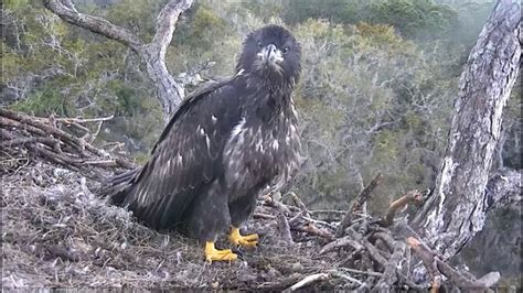 Nefl eagle cam 2. The tragedy of NE20 at the NEFL eagle nest a few hours ago is triggering lively debates on eagle behaviour and whether we are ready to accept what we are see... 