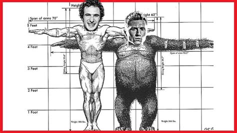 Negative ape index.  Lacking positive or constructive features, especially:...