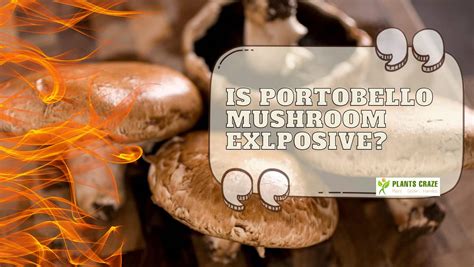 During an appearance on the Joe Rogan Experience back in 2017, Paul Stamets mentioned that the portobello mushrooms should be cooked before being used. Stamets was asked to describe the....