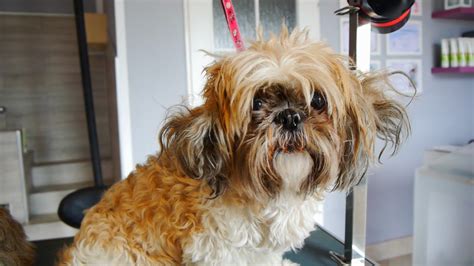 Neglected Shih Tzus rescued by Plantation Police seeking loving homes