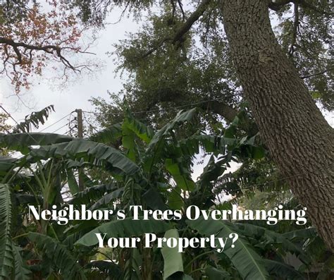 Neighbor's trees overhanging my property. If a tree owner and an aggrieved neighbour can't agree on what to do, several courses of action are open. Mediation and arbitration. Both mediators and arbitrators are available to help resolve a dispute. A mediator will help you negotiate a solution to … 