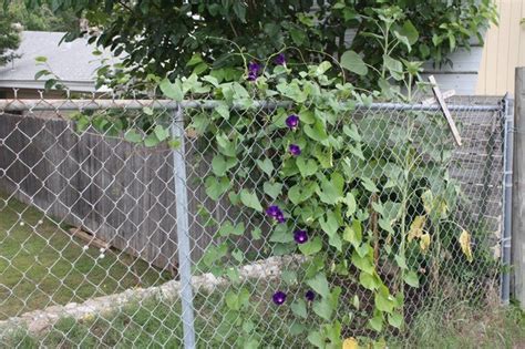 Neighbor Kill Morning Glories With Roundup - Houzz