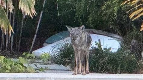 Neighborhood nuisance: Coyote sightings in Wilton Manors draw concerns from residents