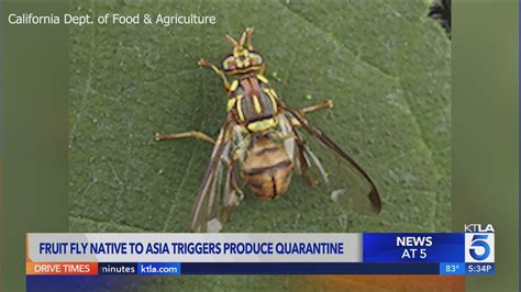 Neighborhood under quarantine due to invasive fly species