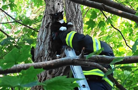 Neighbors rally to help rescue cat stuck 50 feet up in tree
