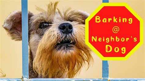 Neighbours barking dog!!! - Netmums