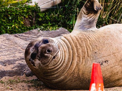 Neil the seal. Neil is an infamous Male Southern Elephant Seal affectionately nicknamed “Neil the Seal” A 1,300-pound Neil has taken over a small town along the coast of Tasmania, going viral for banging ... 